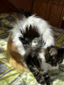 25figaro_flint_17mo_039.jpg (173967 Byte)