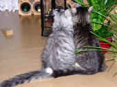 28figaro_flint_17mo_061.jpg (186560 Byte)