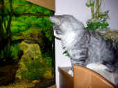 29figaro_flint_17mo_062.jpg (205368 Byte)