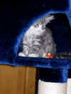 2figaro_3mo_2.jpg (41441 Byte)