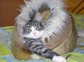 30figaro_flint_17mo_065.jpg (169639 Byte)