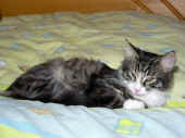 31figaro_flint_17mo_067.jpg (143850 Byte)