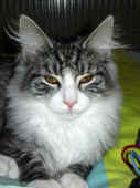 32figaro_flint_17mo_074.jpg (187192 Byte)