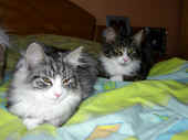 33figaro_flint_17mo_087.jpg (146891 Byte)
