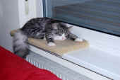 37figaro_flint_18mo_32.jpg (111405 Byte)