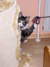 3flint_3mo_1.jpg (146446 Byte)