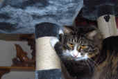 41figaro_flint_18mo_05.jpg (138042 Byte)
