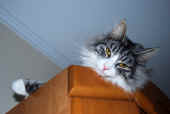 44figaro_18mo_1.jpg (102148 Byte)