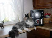 47figaro_flint_21mo_1.jpg (138374 Byte)