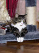 48figaro_flint_21mo_6.jpg (176761 Byte)