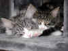 4figaro_flint_3,5mo_1.jpg (76665 Byte)