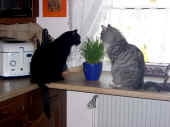 52figaro_flint_21mo_08.jpg (174378 Byte)