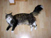 53figaro_flint_21mo_9.jpg (142392 Byte)