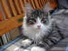 6figaro_4mo_1.jpg (77642 Byte)