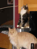 6flint_que_sera_121227_1.jpg.jpg (137546 Byte)