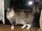 72fabricia_34mo_28.jpg.jpg (137483 Byte)