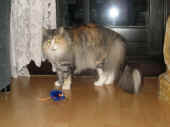 73fabricia_34mo_35.jpg.jpg (129361 Byte)