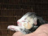 fabricia_1t_6.jpg (99719 Byte)