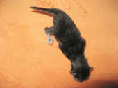 fidelio_3t_1.jpg (158238 Byte)