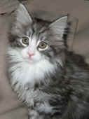 figaro_10wo_3.jpg (108691 Byte)