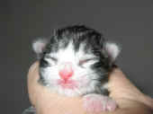 figaro_1t_2.jpg (89013 Byte)