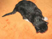 figaro_2t_3.jpg (128293 Byte)
