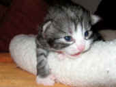 figaro_2wo_1.jpg (107563 Byte)