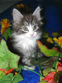 figaro_8wo_4.jpg (122922 Byte)