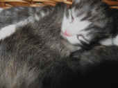 figaro_9t_2.jpg (143690 Byte)