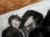 figaro_9t_4.jpg (127163 Byte)