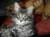 10humphrey_68t_7.jpg (123215 Byte)