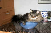 11humphrey_10mo_2.jpg.jpg (33340 Byte)