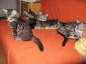 11humphrey_harmonie_68t_galileo_gizmo_92t_1.jpg (141391 Byte)