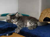13humphrey_53t_1.jpg (107702 Byte)