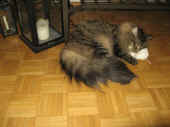19humphrey_090322_4.jpg.jpg (136785 Byte)
