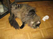 20humphrey_090322_5.jpg.jpg (133973 Byte)