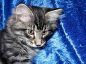 20humphrey_12wo_7.jpg (246019 Byte)