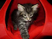 22humphrey_62t_2.jpg (140821 Byte)