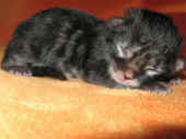 3humphrey_0t_5.jpg (94434 Byte)