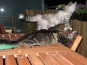 4harmony_goliath_0709614_1.jpg.JPG (181491 Byte)