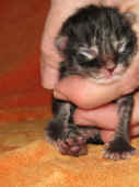 4humphrey_0t_2.jpg (116957 Byte)