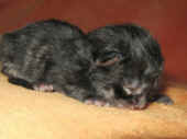 4humphrey_0t_6.jpg (84211 Byte)