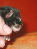 5humphrey_0t_4.jpg (86920 Byte)