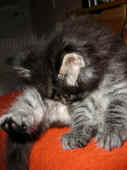 5humphrey_37t_6.jpg (109735 Byte)