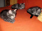 5humphrey_harmony_68t_gizmo_92t_1.jpg (144789 Byte)