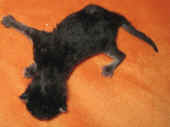 6humphrey_0t_1.jpg (132533 Byte)