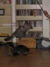 7goliath_5mo_harmony_4mo_1.jpg (43978 Byte)