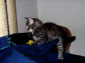 7humphrey_83t_2.jpg (118555 Byte)