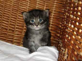 8humphrey_25t_7.jpg (134792 Byte)