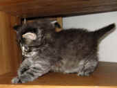 8humphrey_37t_3.jpg (119460 Byte)